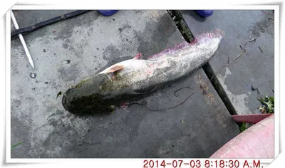 충남 아산 월선낚시터 7월 3일자 조황정보