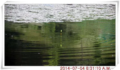 충남 아산 월선낚시터 7월 4일자 조황정보