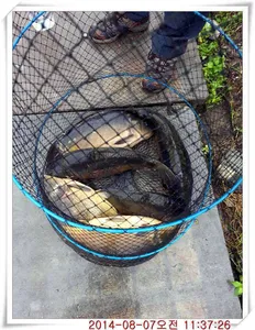 충남 아산 월선낚시터 8월 7일자 조황정보