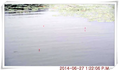 충남 아산 월선낚시터 6월 27일자 조황정보