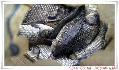 충남 아산 월선낚시터 5월 4일자 조황정보