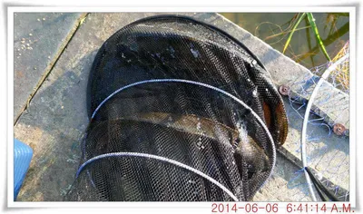 충남 아산 월선낚시터 6월 6일자 조황정보