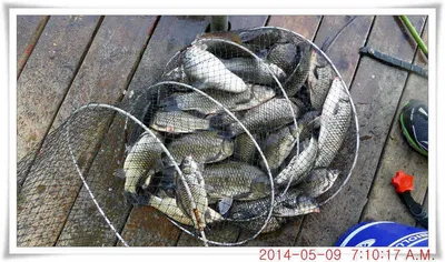 충남 아산 월선낚시터 5월 9일자 조황정보