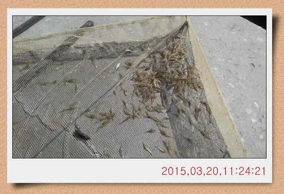 충남 아산 월선낚시터 3월 20일자 스케치