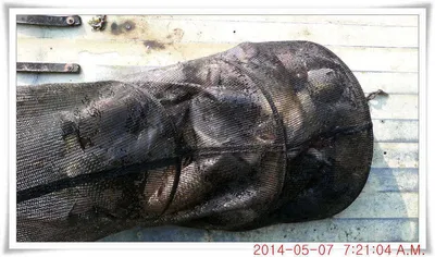 충남 아산 월선낚시터 5월 7일자 조황정보