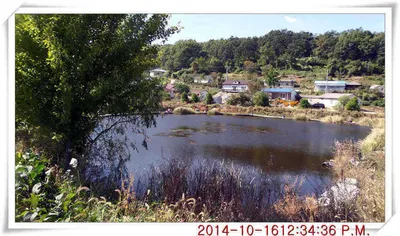 충남 아산 월선낚시터 10월 16일자 조황정보