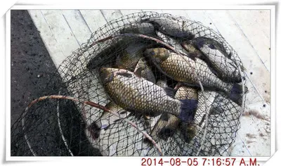 충남 아산 월선낚시터 8월 5일자 조황정보