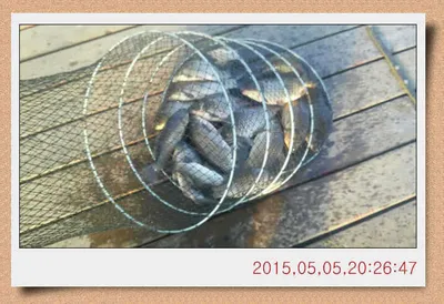 충남 아산 월선낚시터  5월 5일자 스케치