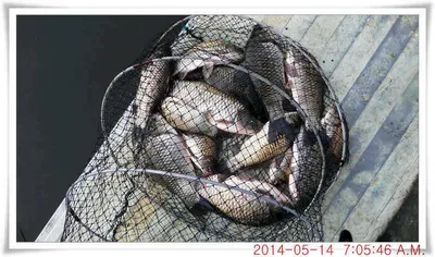 충남 아산 월선낚시터 5월 14일자 조황정보