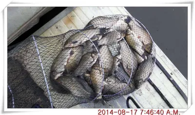 충남 아산 월선낚시터 8월 17일자 조황정보