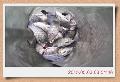 충남 아산 월선낚시터 5월 3일자 스케치