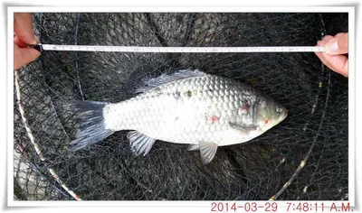 충남 아산 월선낚시터 3월 29일자 조황정보