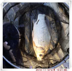 충남 아산 월선낚시터 11월 7일자 조황정보