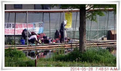 충남 아산 월선낚시터 5월 28일자 조황정보