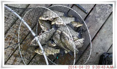 충남 아산 월선낚시터 4월 23일자 조황정보