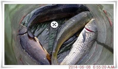 충남 아산 월선낚시터 6월 8일자 조황정보