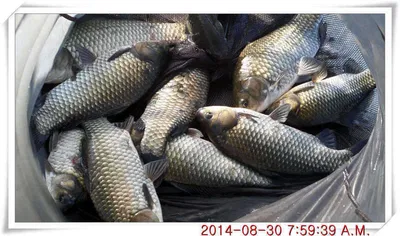 충남 아산 월선낚시터 8월 30일자 조황정보