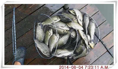 충남 아산 월선낚시터 8월 4일자 조황정보