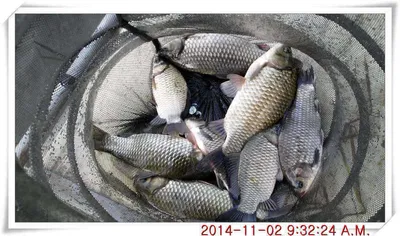 충남 아산 월선낚시터 11월 2일자 조황정보