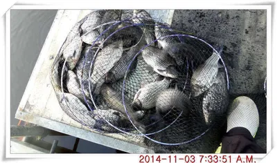 충남 아산 월선낚시터 11월 3일자 조황정보