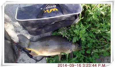 충남 아산 월선낚시터 9월 16일자 조황정보