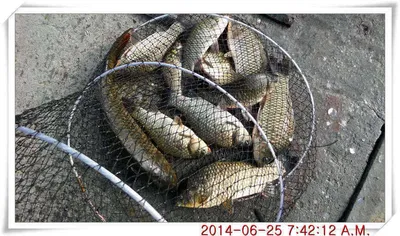 충남 아산 월선낚시터 6월 25일자 조황정보