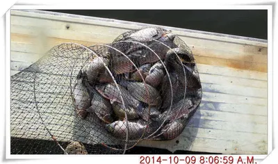 충남 아산 월선낚시터 10월 9일자 조황정보