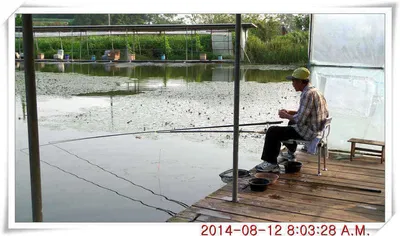 충남 아산 월선낚시터 8월 12일자 조황정보