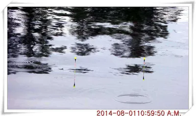 충남 아산 월선낚시터 8월 1일자 조황정보