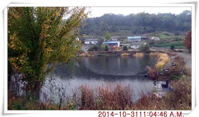 충남 아산 월선낚시터 10월 31일자 조황정보