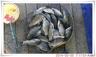 충남 아산 월선낚시터 5월 3일자 조황정보