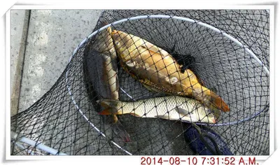 충남 아산 월선낚시터 8월 10일자 조황정보