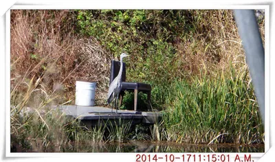 충남 아산 월선낚시터 10월 17일자 조황정보