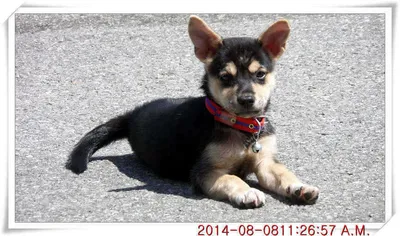 충남 아산 월선낚시터 8월 8일자 조황정보