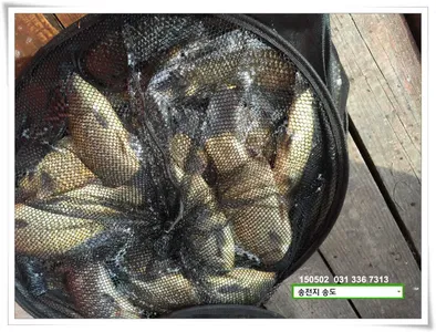 충남 아산 월선낚시터 5월 16일자 조황정보