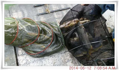 충남 아산 월선낚시터 6월 12일자 조황정보