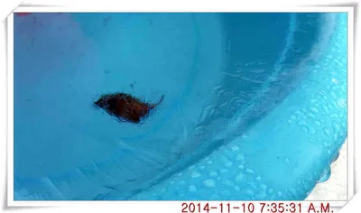 충남 아산 월선낚시터 11월 10일자 조황정보