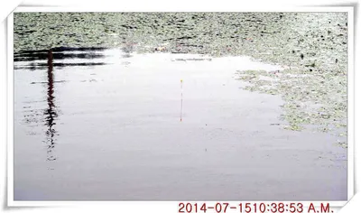 충남 아산 월선낚시터 7월 15일자 조황정보