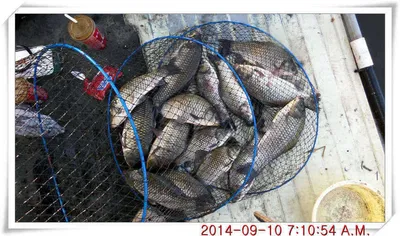 충남 아산 월선낚시터 9월 10일자 조황정보