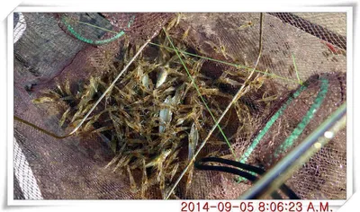 충남 아산 월선낚시터 9월 5일자 조황정보