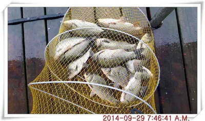 충남 아산 월선낚시터 9월 29일자 조황정보