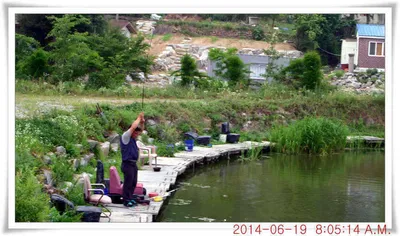 충남 아산 월선낚시터 6월 19일자 조황정보