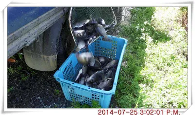 충남 아산 월선낚시터 7월 25일자 조황정보