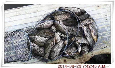 충남 아산 월선낚시터 8월 20일자 조황정보