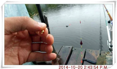 충남 아산 월선낚시터 10월 20일자 조황정보