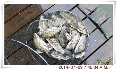 충남 아산 월선낚시터 7월 29일자 조황정보