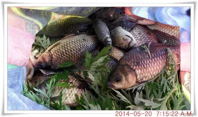 충남 아산 월선낚시터 5월 20일자 조황정보