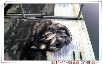 충남 아산 월선낚시터 11월 9일자 조황정보