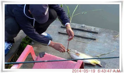 충남 아산 월선낚시터 5월 19일자 조황정보