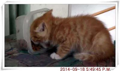 충남 아산 월선낚시터 9월 18일자 조황정보